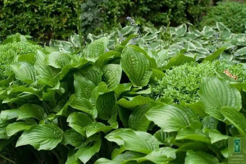 Hosta Elata Seeds AKA  Platain Lily, Flowers ,Perennial shade loving Plant - Caribbean garden seed