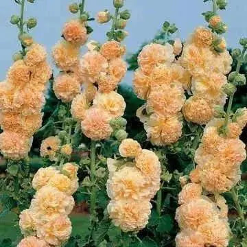 Hollyhock Plant (plant/roots) Double FLOWERS - Caribbean garden seed