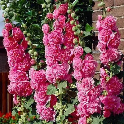Hollyhock Plant (plant/roots) Double FLOWERS - Caribbean garden seed