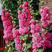 Hollyhock Plant (plant/roots) Double FLOWERS - Caribbean garden seed