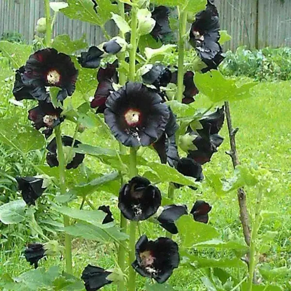 Hollyhock Plant (plant/roots) Double FLOWERS - Caribbean garden seed