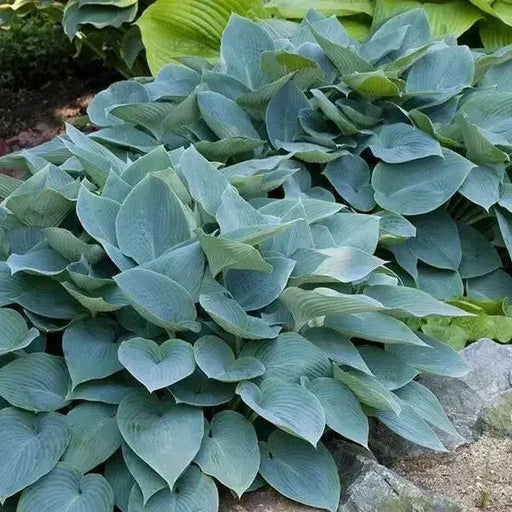 HOSTA Blue ANGEL (Bareroot PLANT) SHADE PERENNIAL FOLIAGE - Caribbean garden seed