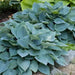 HOSTA Blue ANGEL (Bareroot PLANT) SHADE PERENNIAL FOLIAGE - Caribbean garden seed