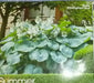 HOSTA Blue ANGEL (Bareroot PLANT) SHADE PERENNIAL FOLIAGE - Caribbean garden seed