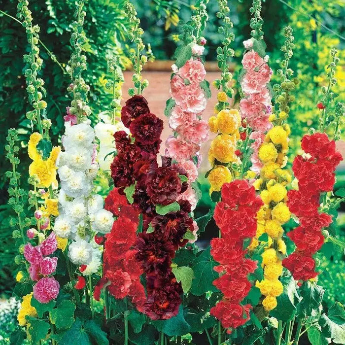 Hollyhock Plant (plant/roots) Double FLOWERS - Caribbean garden seed