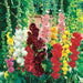 Hollyhock Plant (plant/roots) Double FLOWERS - Caribbean garden seed