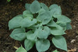 HOSTA Blue ANGEL (Bareroot PLANT) SHADE PERENNIAL FOLIAGE - Caribbean garden seed