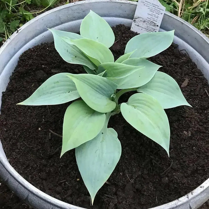 HOSTA Blue ANGEL (Bareroot PLANT) SHADE PERENNIAL FOLIAGE - Caribbean garden seed