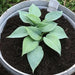 HOSTA Blue ANGEL (Bareroot PLANT) SHADE PERENNIAL FOLIAGE - Caribbean garden seed