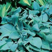 HOSTA Blue ANGEL (Bareroot PLANT) SHADE PERENNIAL FOLIAGE - Caribbean garden seed