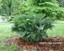 Hosta nigrescens Seeds AKA Platain Lily Flowers ,Perennial shade loving Plant - Caribbean garden seed