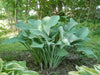 Hosta nigrescens Seeds AKA Platain Lily Flowers ,Perennial shade loving Plant - Caribbean garden seed
