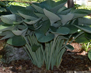 Hosta nigrescens Seeds AKA Platain Lily Flowers ,Perennial shade loving Plant - Caribbean garden seed