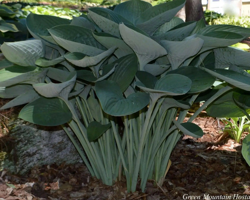 Hosta nigrescens Seeds AKA Platain Lily Flowers ,Perennial shade loving Plant - Caribbean garden seed