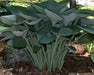 Hosta nigrescens Seeds AKA Platain Lily Flowers ,Perennial shade loving Plant - Caribbean garden seed