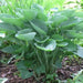 Hosta nigrescens Seeds AKA Platain Lily Flowers ,Perennial shade loving Plant - Caribbean garden seed