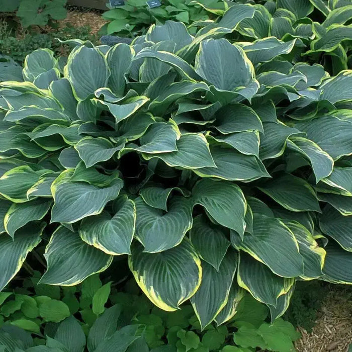 Hosta Regal splendor(Bareroot PLANT) Perennial - Caribbean garden seed
