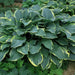 Hosta Regal splendor(Bareroot PLANT) Perennial - Caribbean garden seed