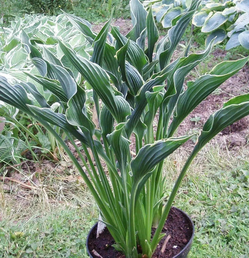 Hosta PRAYING HANDS  (3 Bareroot FOLIAGE Plant) flowers, SHADE PERENNIAL - Caribbean garden seed