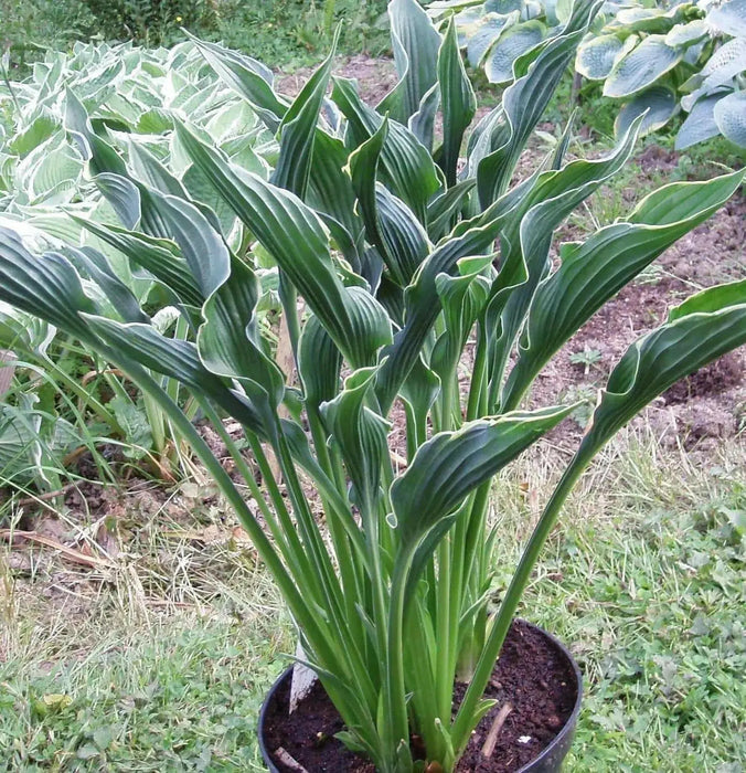 Hosta PRAYING HANDS  (3 Bareroot FOLIAGE Plant) flowers, SHADE PERENNIAL - Caribbean garden seed