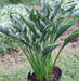 Hosta PRAYING HANDS  (3 Bareroot FOLIAGE Plant) flowers, SHADE PERENNIAL - Caribbean garden seed