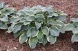 Hosta Regal splendor(Bareroot PLANT) Perennial - Caribbean garden seed