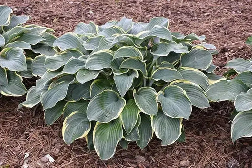 Hosta Regal splendor(Bareroot PLANT) Perennial - Caribbean garden seed