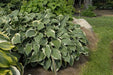 Hosta Regal splendor(Bareroot PLANT) Perennial - Caribbean garden seed