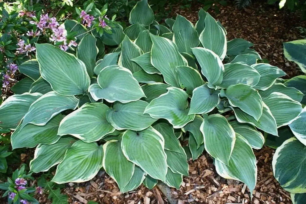Hosta Regal splendor(Bareroot PLANT) Perennial - Caribbean garden seed