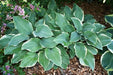 Hosta Regal splendor(Bareroot PLANT) Perennial - Caribbean garden seed