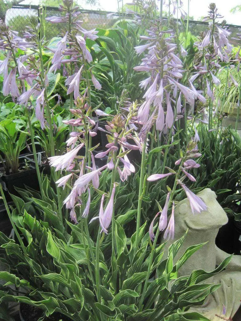 Hosta PRAYING HANDS  (3 Bareroot FOLIAGE Plant) flowers, SHADE PERENNIAL - Caribbean garden seed
