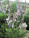 Hosta PRAYING HANDS  (3 Bareroot FOLIAGE Plant) flowers, SHADE PERENNIAL - Caribbean garden seed