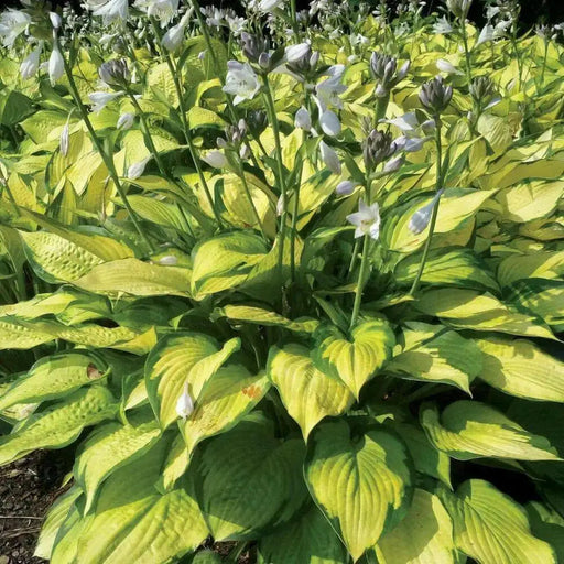 hosta paul's glory (Bareroot PLANT) SHADE PERENNIAL FOLIAGE - Caribbean garden seed