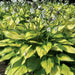 hosta paul's glory (Bareroot PLANT) SHADE PERENNIAL FOLIAGE - Caribbean garden seed