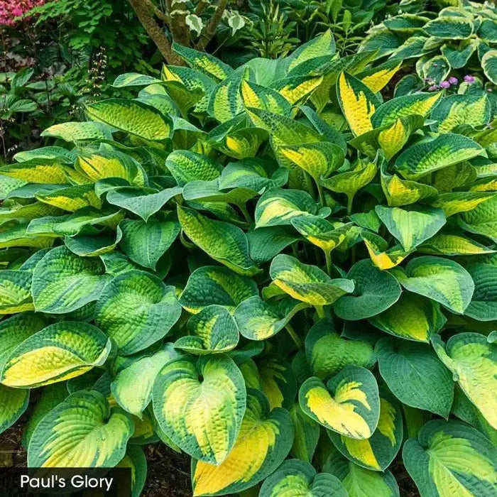 hosta paul's glory (Bareroot PLANT) SHADE PERENNIAL FOLIAGE - Caribbean garden seed