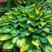 hosta paul's glory (Bareroot PLANT) SHADE PERENNIAL FOLIAGE - Caribbean garden seed