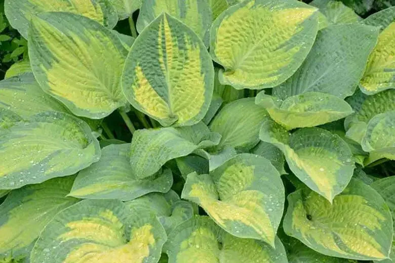 hosta paul's glory (Bareroot PLANT) SHADE PERENNIAL FOLIAGE - Caribbean garden seed