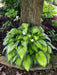 hosta paul's glory (Bareroot PLANT) SHADE PERENNIAL FOLIAGE - Caribbean garden seed