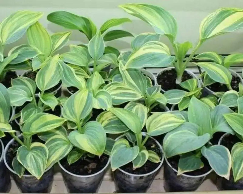 Hosta Seed, Autumn Frost-full sun-part shade, perennial Flowers ! - Caribbean garden seed