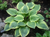 Hosta Seed, Autumn Frost-full sun-part shade, perennial Flowers ! - Caribbean garden seed