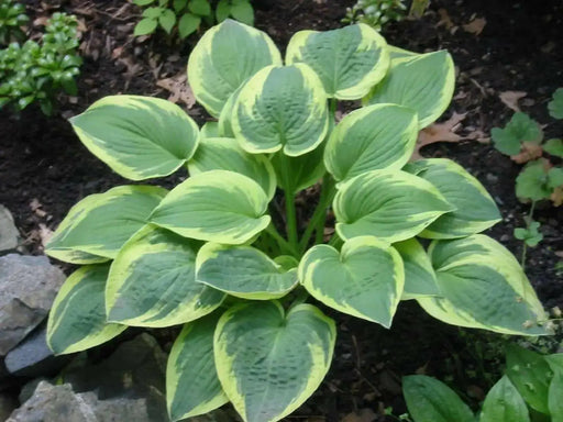 Hosta Seed, Autumn Frost-full sun-part shade, perennial Flowers ! - Caribbean garden seed