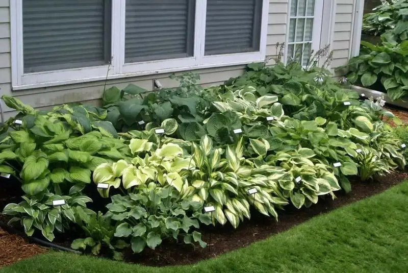 Hosta Seed, Autumn Frost-full sun-part shade, perennial Flowers ! - Caribbean garden seed