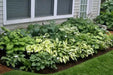 Hosta Seed, Autumn Frost-full sun-part shade, perennial Flowers ! - Caribbean garden seed