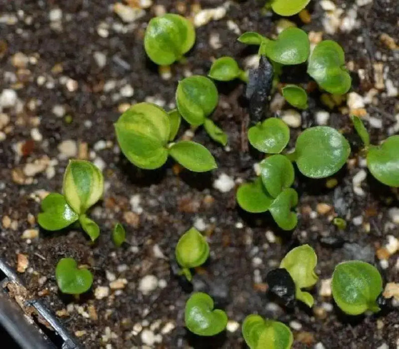 Hosta Seed, Autumn Frost-full sun-part shade, perennial Flowers ! - Caribbean garden seed