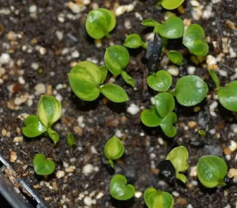 Hosta Seed, Autumn Frost-full sun-part shade, perennial Flowers ! - Caribbean garden seed