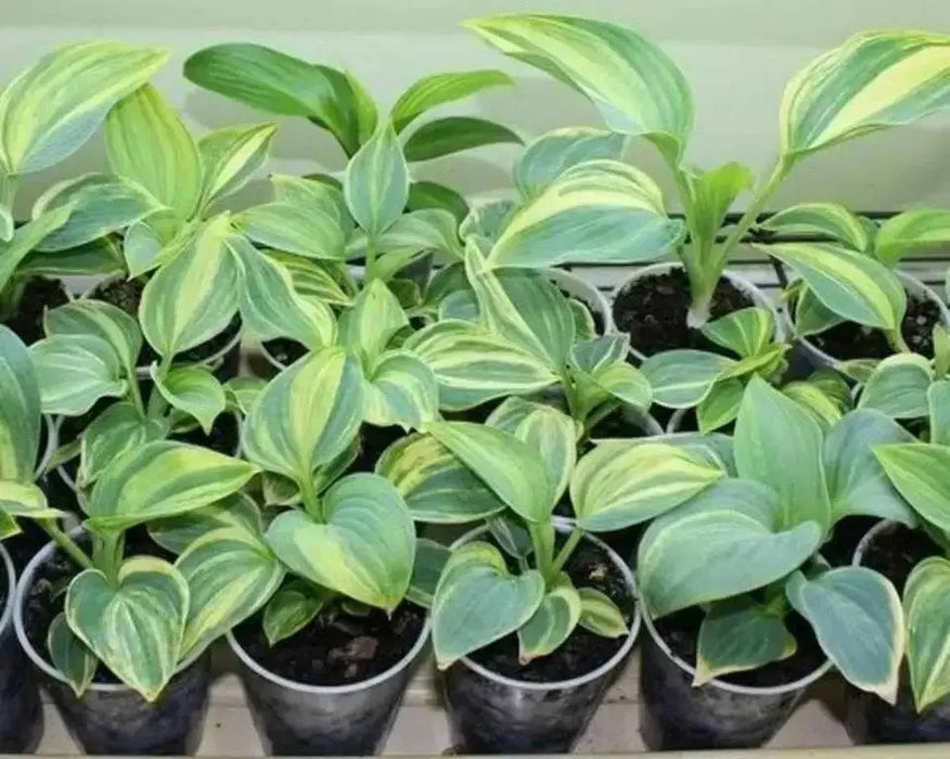 Hosta Seeds- -American Crosses Mix, SHADE PERENNIAL FOLIAGE - Caribbean garden seed