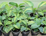 Hosta Seeds- -American Crosses Mix, SHADE PERENNIAL FOLIAGE - Caribbean garden seed