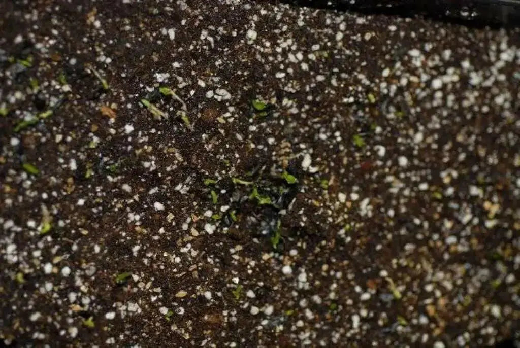 Hosta Seeds- -American Crosses Mix, SHADE PERENNIAL FOLIAGE - Caribbean garden seed