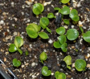 Hosta Seeds- -American Crosses Mix, SHADE PERENNIAL FOLIAGE - Caribbean garden seed