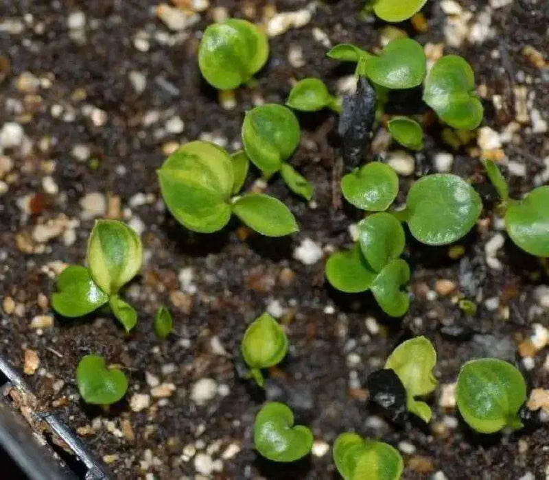 Hosta Seeds- -American Crosses Mix, SHADE PERENNIAL FOLIAGE - Caribbean garden seed